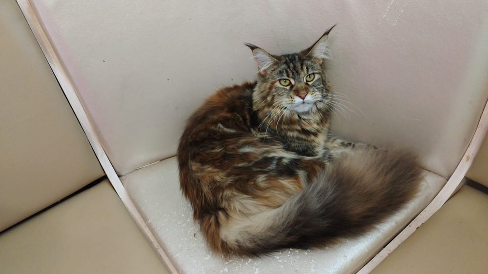 Кошь истинная мейнкун.