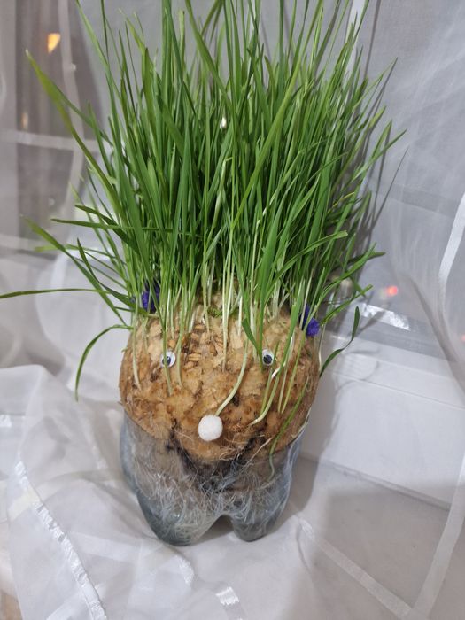 Grâu pentru Sf Andrei