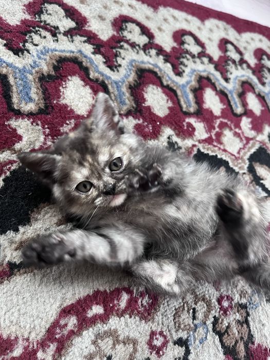Отдам котят.  Черный мальчик , остальные девочки