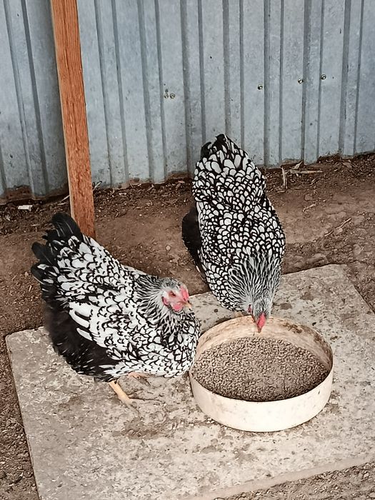 Куры Виандот Серебро