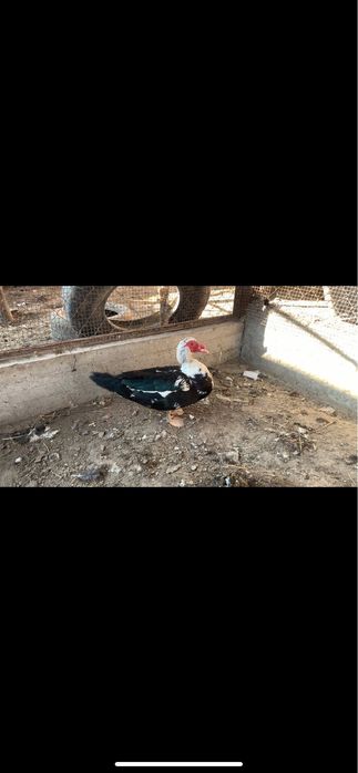 Индаутка 1 қораз 1 мекен