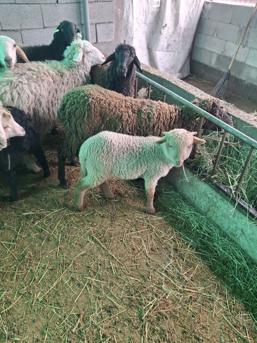 Продам матку  с  ягненком