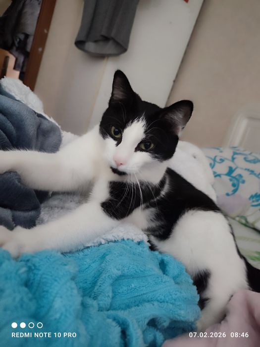 Кошка  крысолов бесплатно