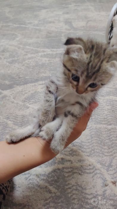 Продам котят хорошие породы
