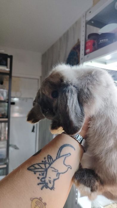 Минилоп зайка мальчик