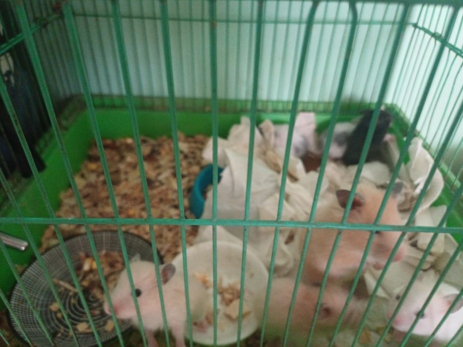 Продам хомячков разных им только 1 месяц кушают все очень активные