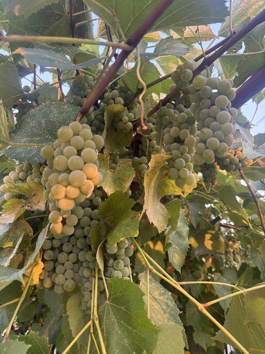 Vând struguri pentru vin