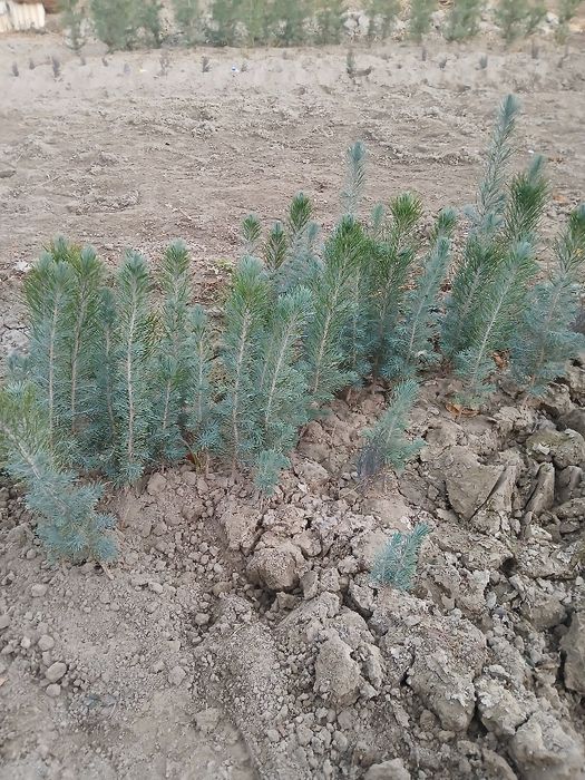 Archa va zaldori ko'chatlari  1yillik   sasna tuya archa