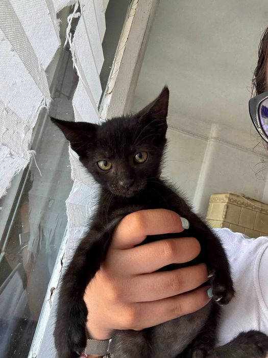 Ofer pisicuti pentru adoptie responsabila
