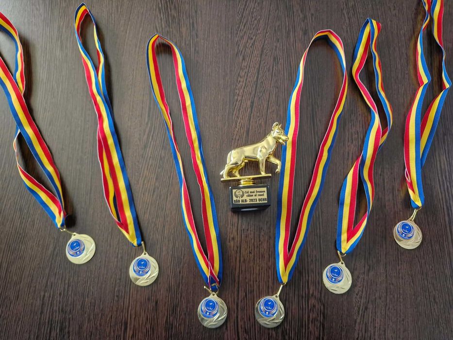 Jack russel terrier pui