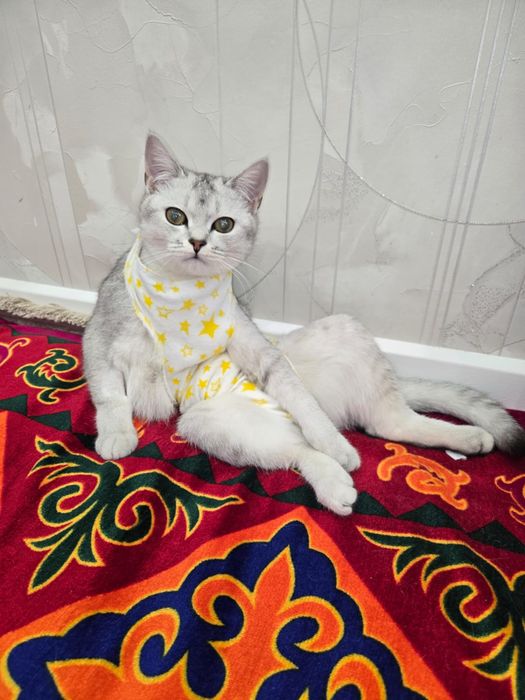 8 айлық мысық шин шилла