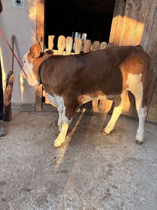 Vând vițelușă bălțată