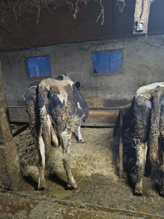 Vaca gestanta tanara