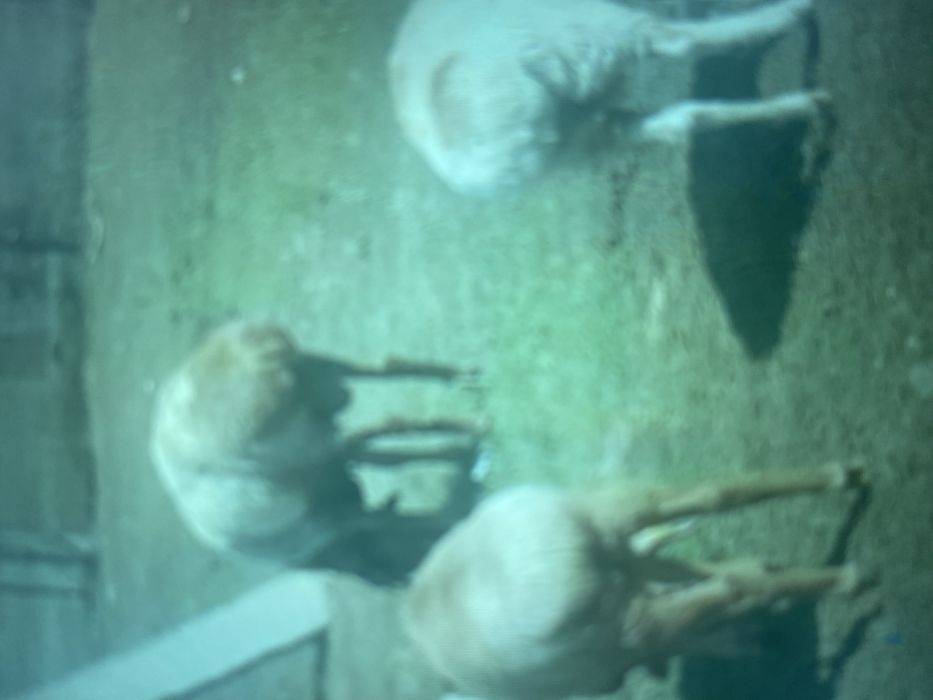 Қой етін қабылдаймын 2900