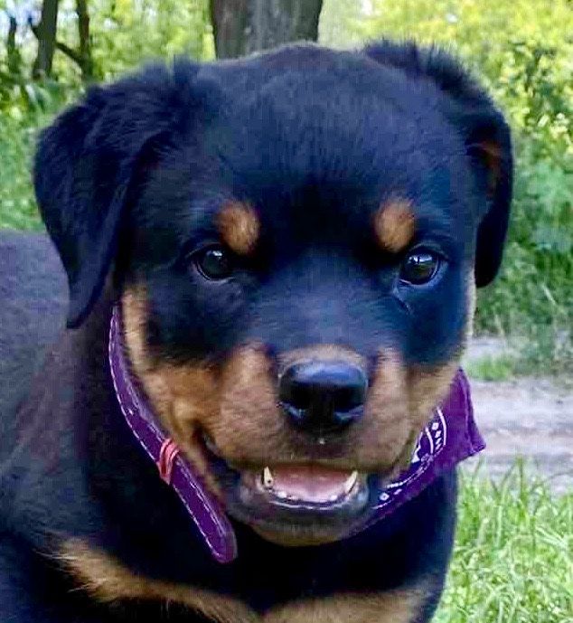 Donez Rotweiller