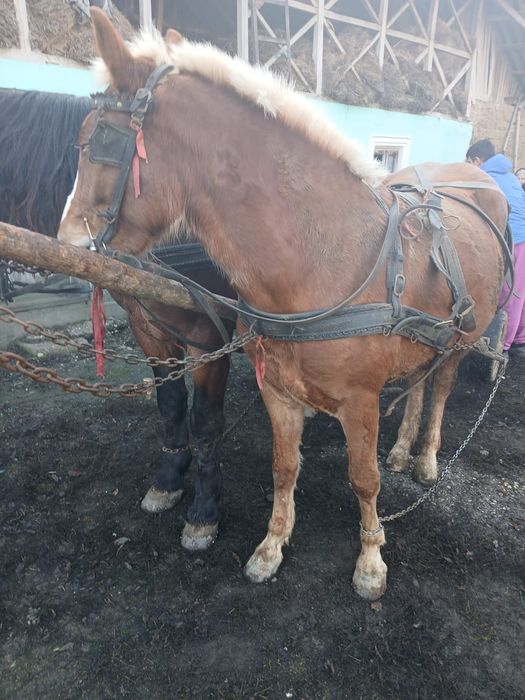 Vând carlana tânără