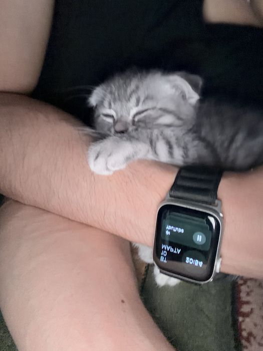 Срочно!Шотландский вислоухий котёнок, 1.5 месяца, мальчик