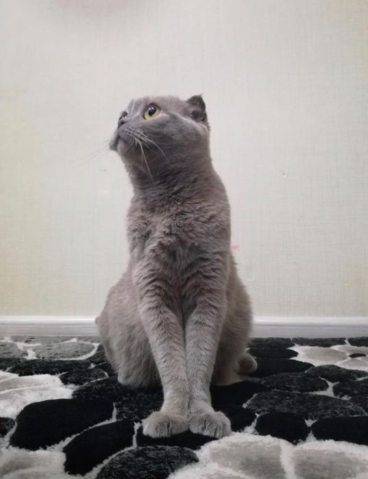 Котята скотишь фолд