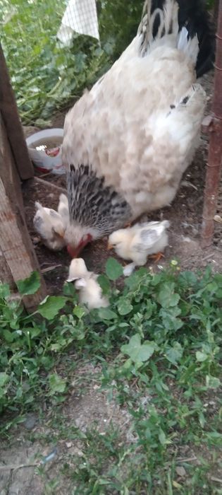 Брма сатыладыыыыыы