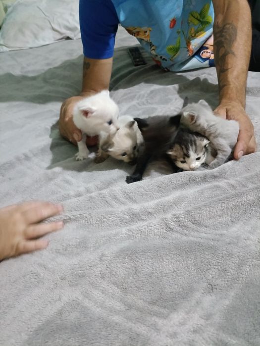 Отдам котят в хорошие руки!!!