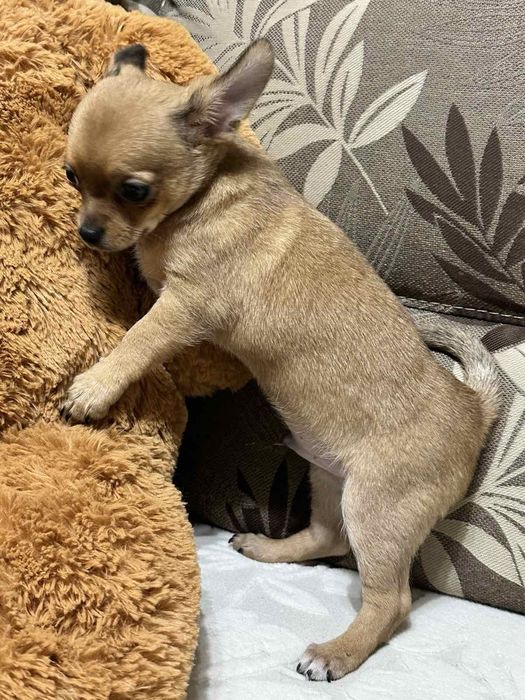 Мъжко Мини Чихуахуа