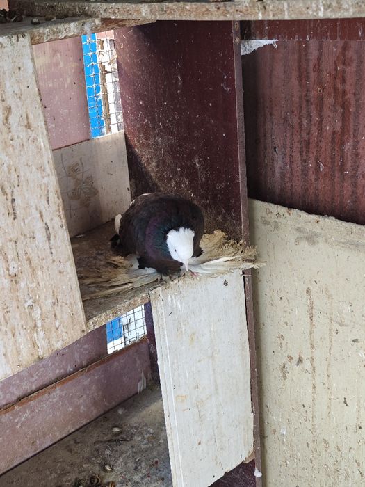 Продам голубей домашних