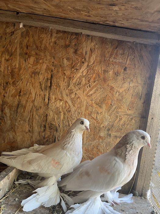 Тасманы На продажу плод есть 25000