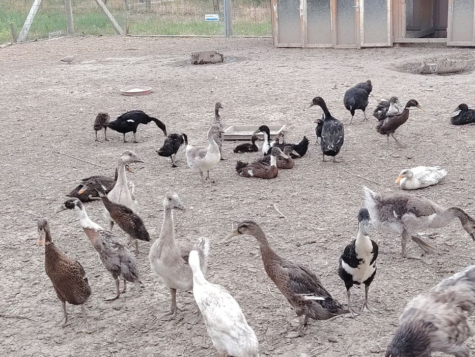 Rate indiene alergatoare