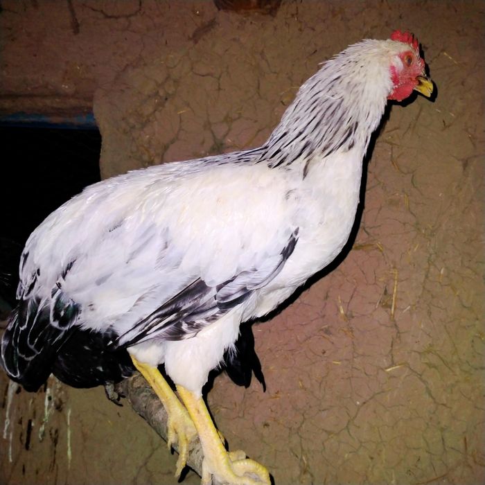 Adler jersi tovuq xoʻrozlar bor