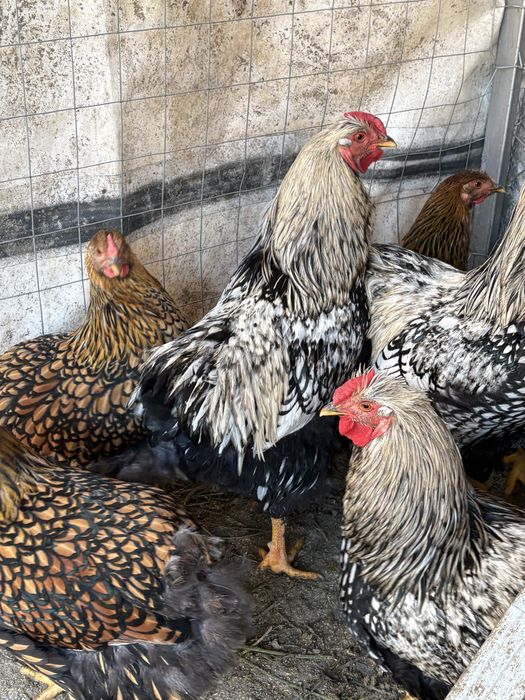 Петли виандот на 8 месеца