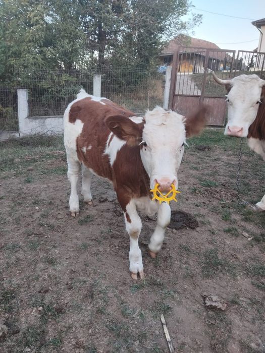 Vând vițea bălțața