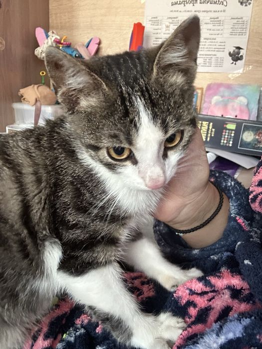 Подарява се малко котаче