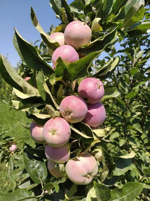 КУЧАТЛАР ХОСИЛГА кирган Оптим нархда