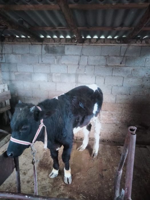 семіз.  бұқа  сатылады Чернавод