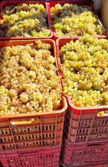 Vand struguri de vin