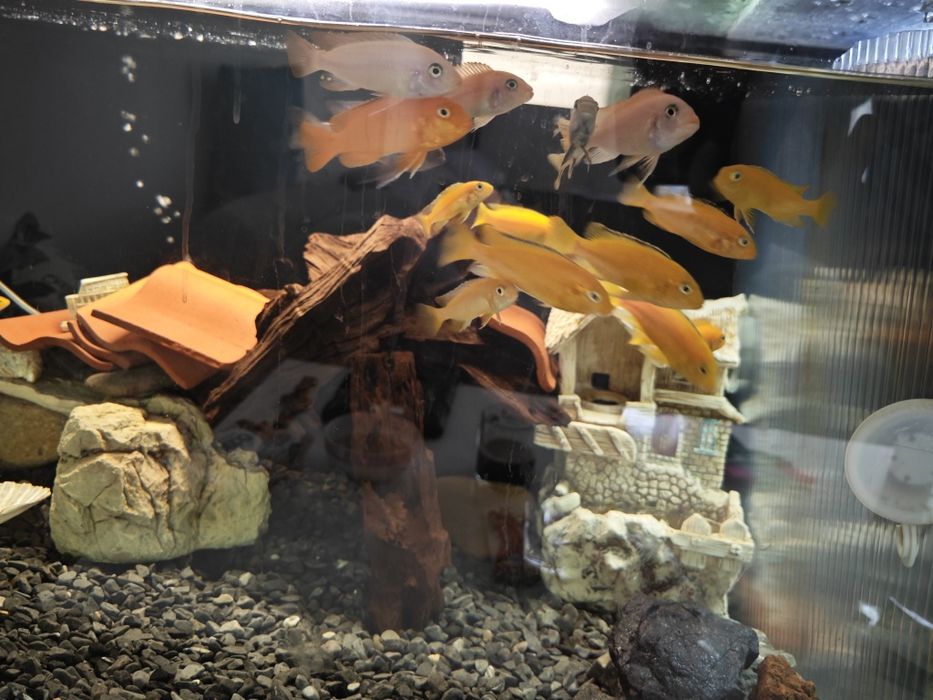 Африкански цихлиди