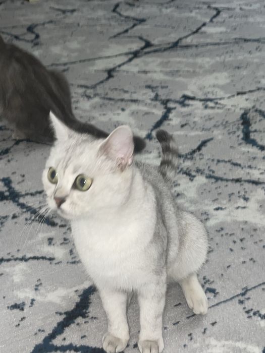 Serebristiy Shinshilla 50$ zotlii mushuk