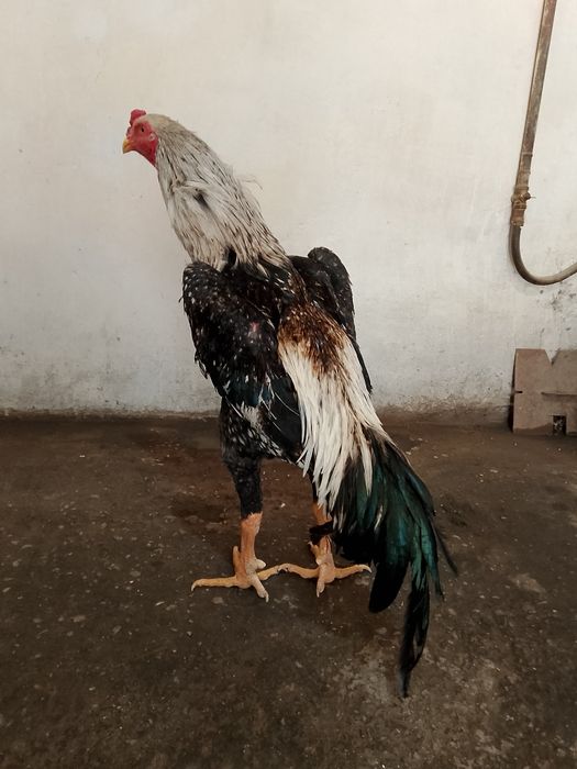 Шоже кораз сатылады