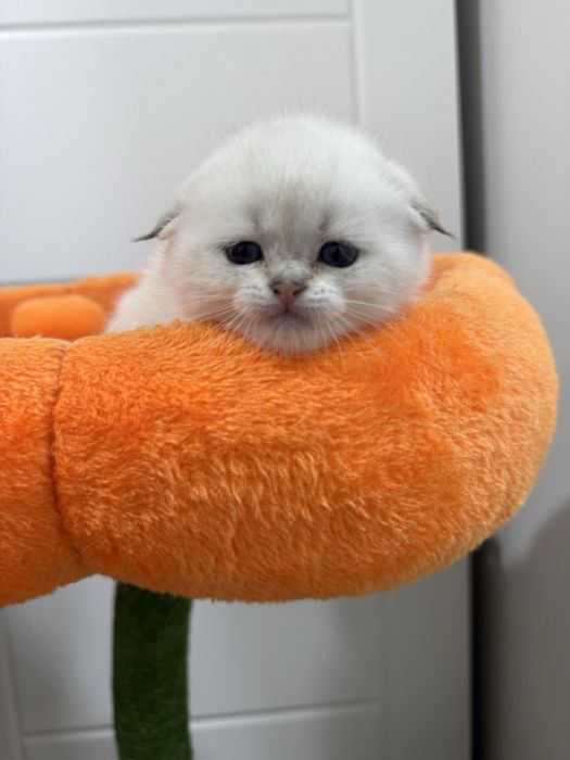 Шотландский вислоухий котенок!