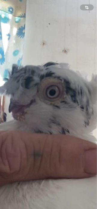 Выводы 2025г по старопородным