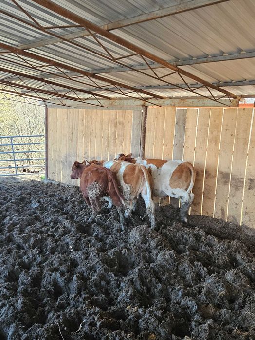 2 juninci de vanzare