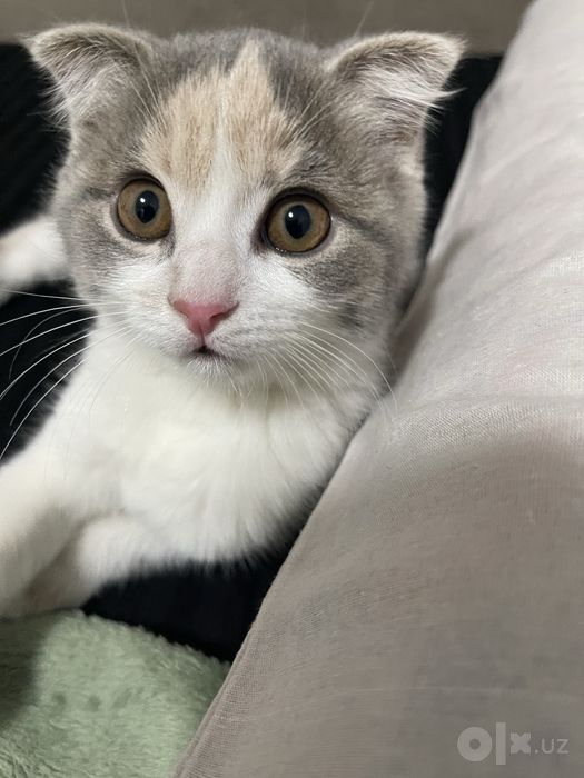 Продается кошка породистая