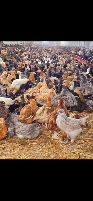 Pui de carne SI rasa mixta