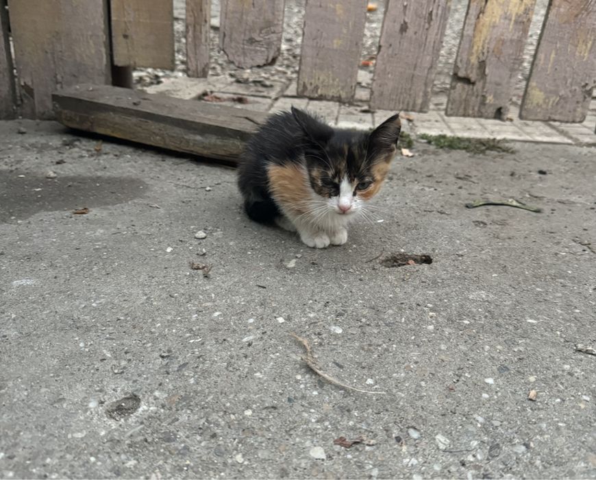 Pui de pisica spre adoptie