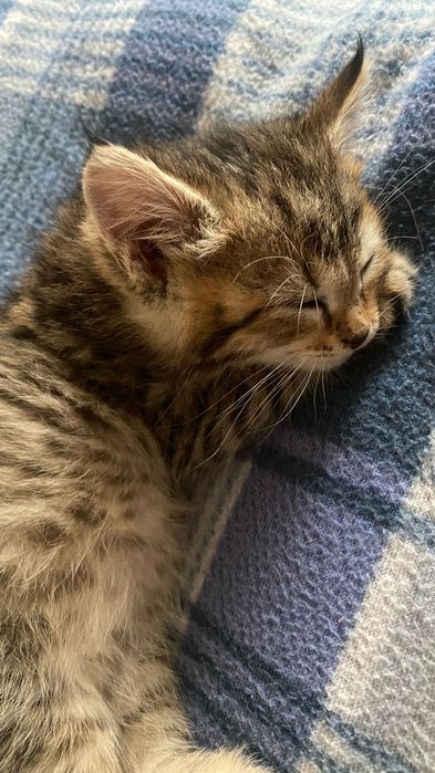 Кошка бесплатно домашний