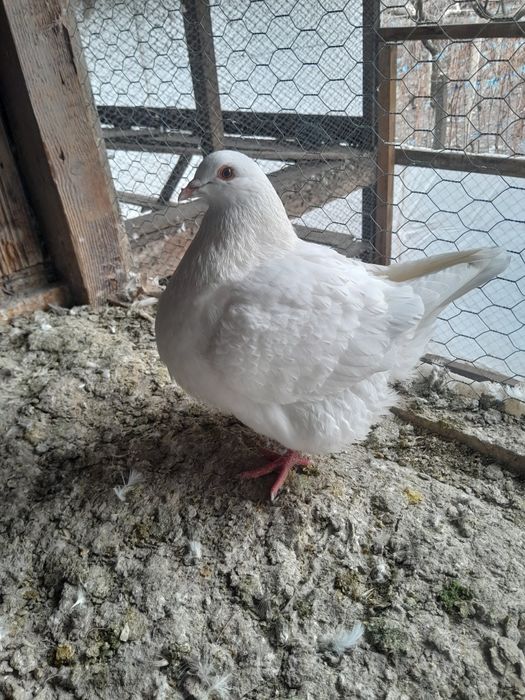 Porumbei Texani  de vanzare