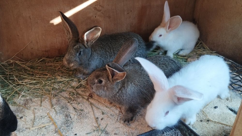 Продаются кролики