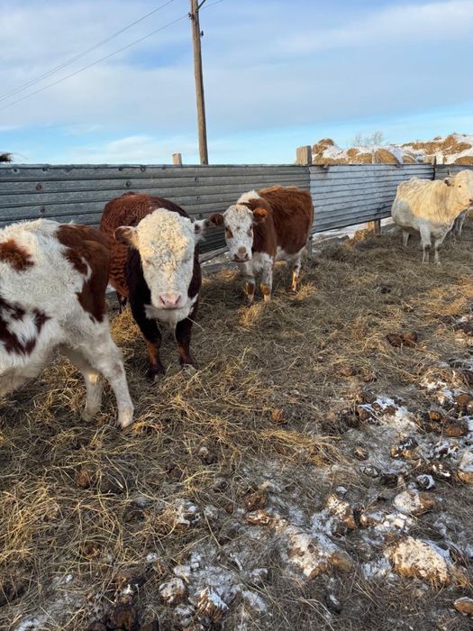 Продам КРС коровы стельные