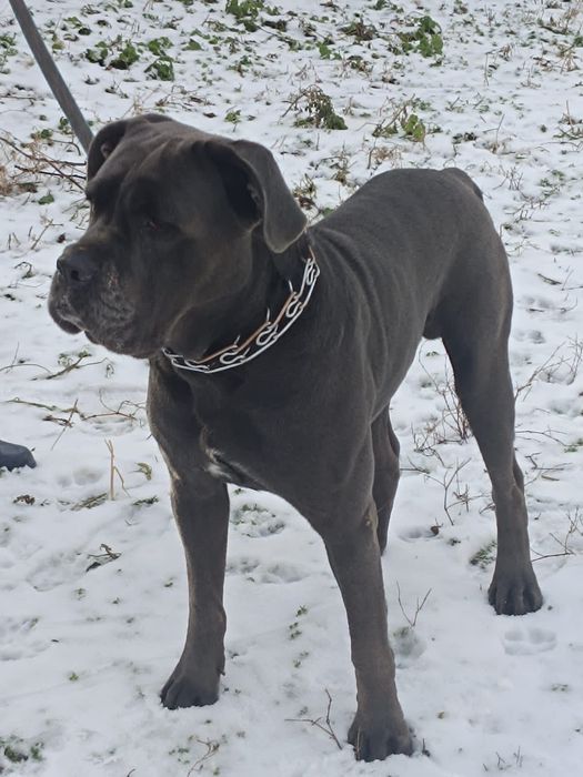 Кане корсо на вязку