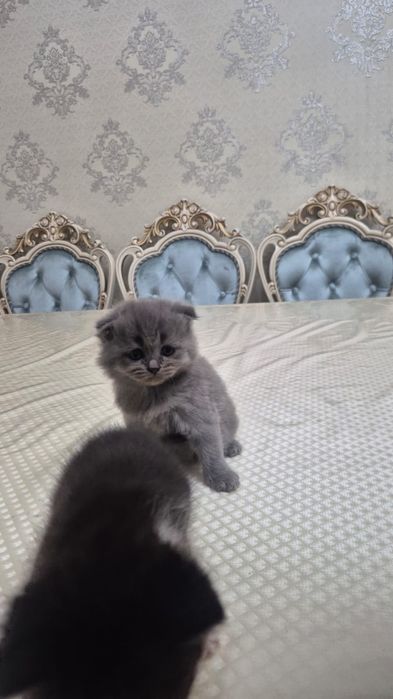 Домашние котенки